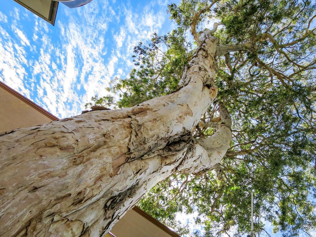 Marlin Waters Beachfront Apartments Palm Cove Exterior foto